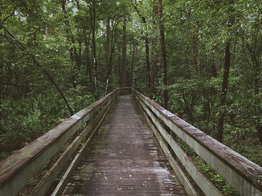 wooden pathway leading to forest, white, bridge, green, trees HD wallpaper