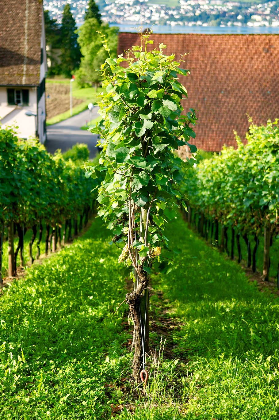Wine, Grape, Grape, Vine, Zurich, White Wine, harvest, uetikon HD wallpaper