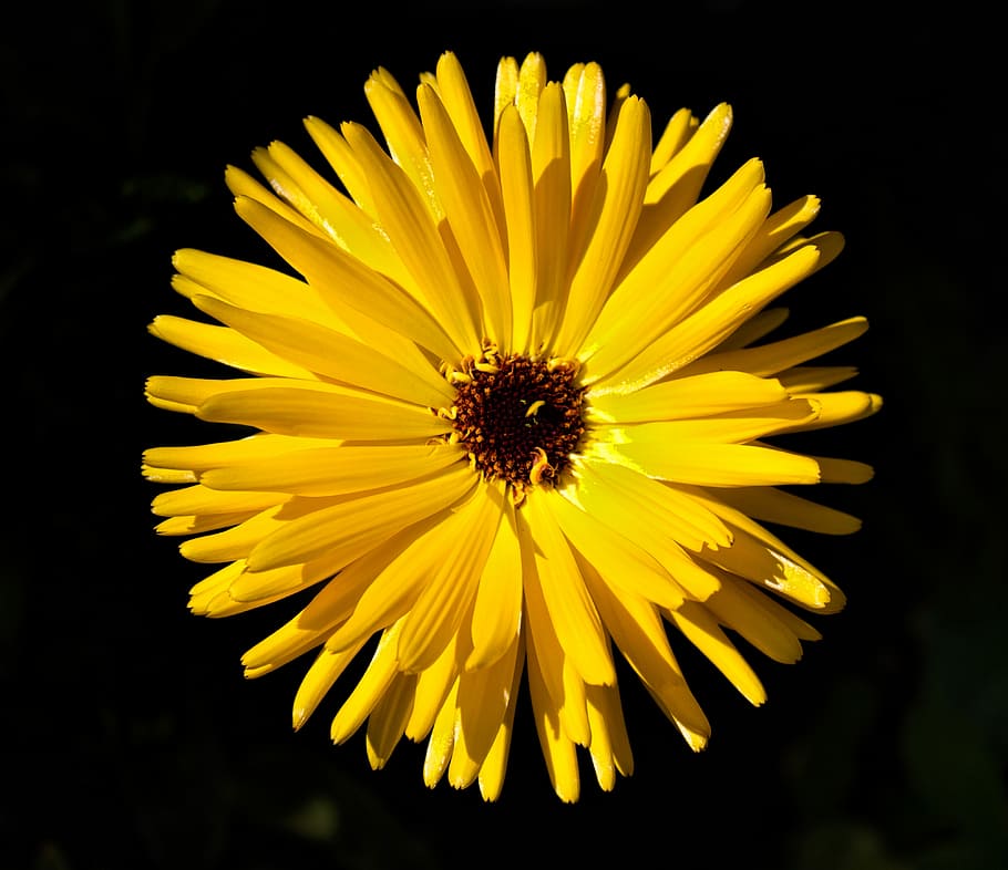 shallow focus photography of yellow flower, closeup photo of yellow petaled flower HD wallpaper