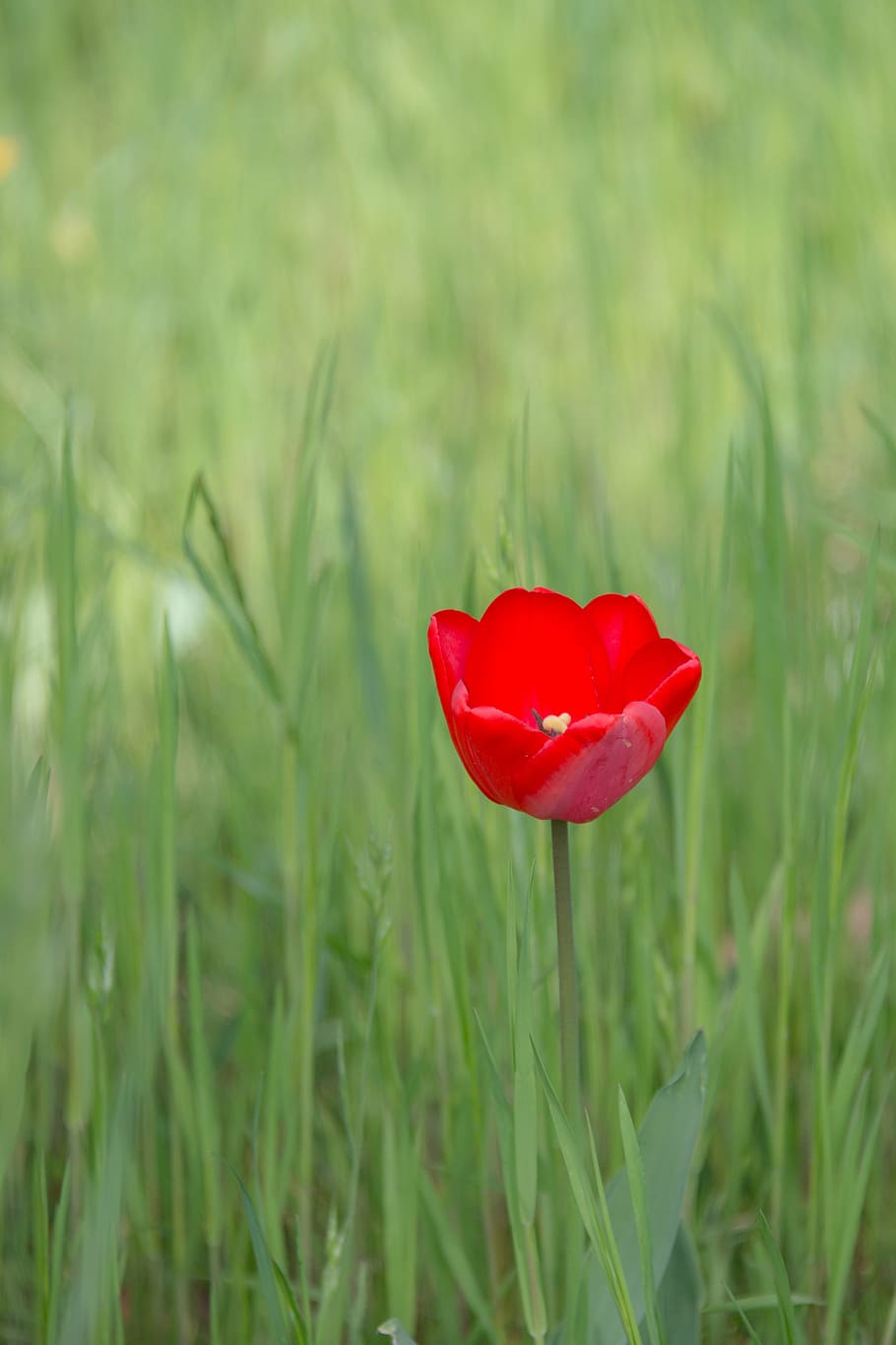 tulip, blossom, bloom, spring, flower, red, plant, early bloomer HD wallpaper