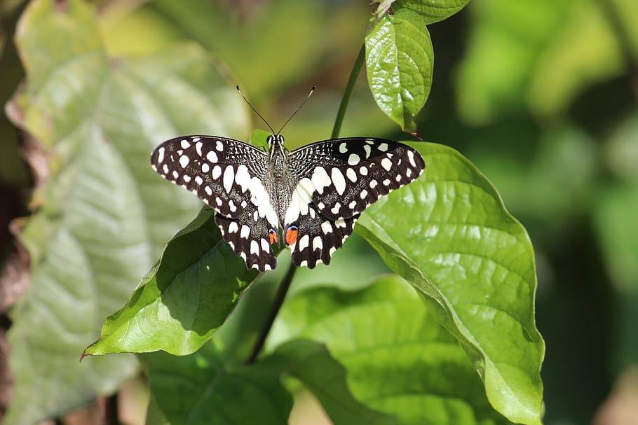 butterfly, lime, nature, colorful, leaf, plant part, animal wildlife HD wallpaper