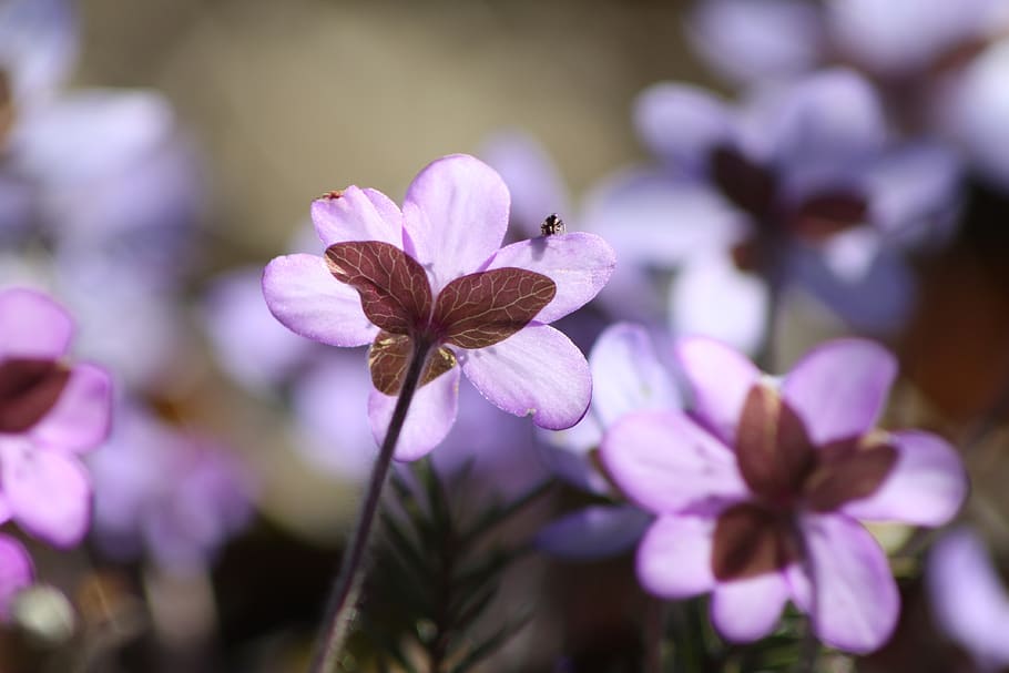 hepatica, plant, flower, spring, spring plant, flowering plant HD wallpaper