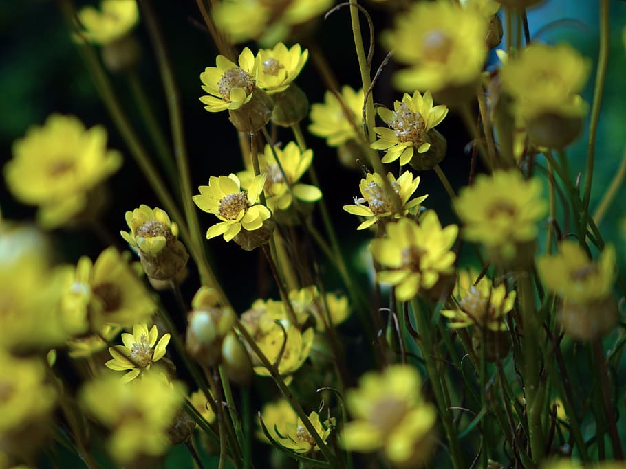 Close-Up, Floral, Plants, Natural, blossom, bloom, petals, botanical HD wallpaper