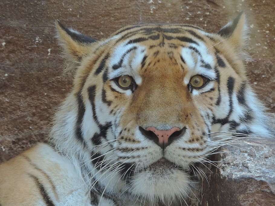 Tiger, Cat, Wildcat, Portrait, Zoo, predator, animal portrait HD wallpaper