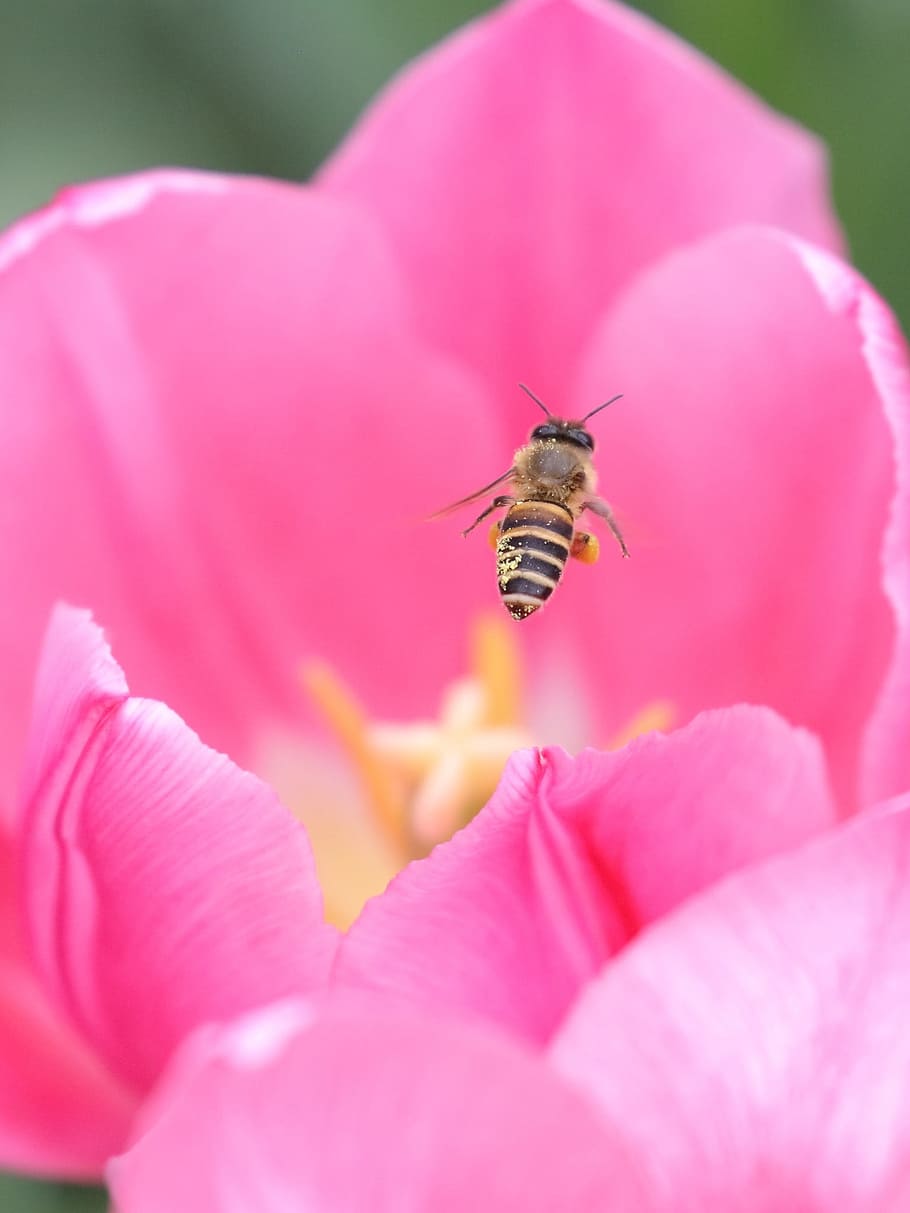 nature, flower, insect, flora, pollen, flowering plant, pink color HD wallpaper