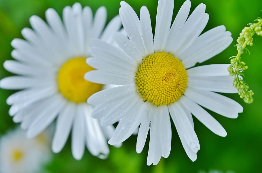 flower, daisy, nature, spring, white, plant, floral, summer HD wallpaper