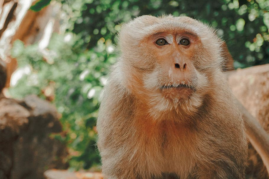 brown monkey near tree, photography of brown monkey next to green leaf tree during daytime HD wallpaper