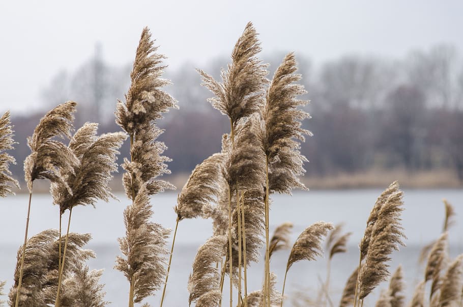 reed, lake, stalks, withered, yellow, nature, swamp, water HD wallpaper