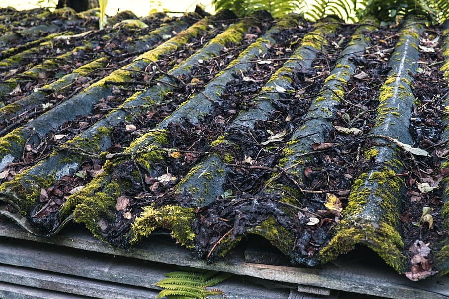 corrugated sheet, moss, roof, old, aesthetic, silent, nature HD wallpaper