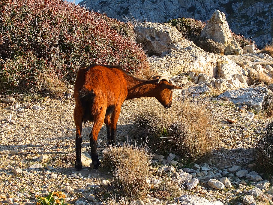 goat, mediterranean, mallorca, rocky coast, running, flock HD wallpaper