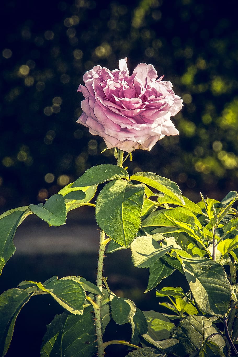 rose, blossom, bloom, close, rosaceae, velvet, flower stalk HD wallpaper