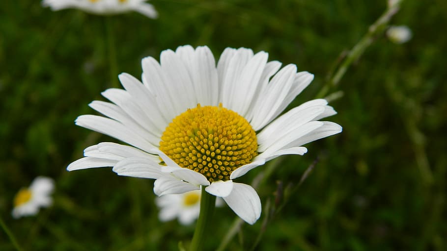 daisy, meadow, flower, summer, flowers nature, white, plant HD wallpaper