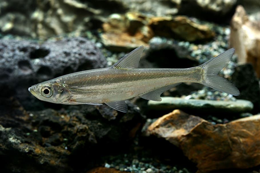 Strong, Value, Freshwater Fish, Fishes, strong value, one animal HD wallpaper