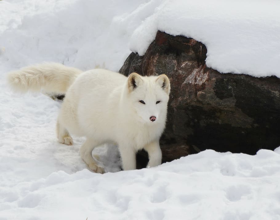 animal, arctic, blur, canine, cold, cute, dog, forest, fox HD wallpaper