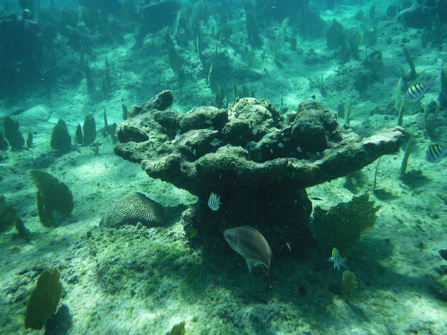 coral, ocean, fish, tropical, reef, underwater, wildlife, vacation HD wallpaper