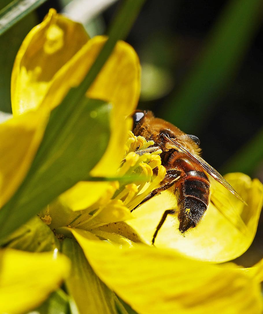 winterling, bee, early spring, close, macro, early bloomer HD wallpaper