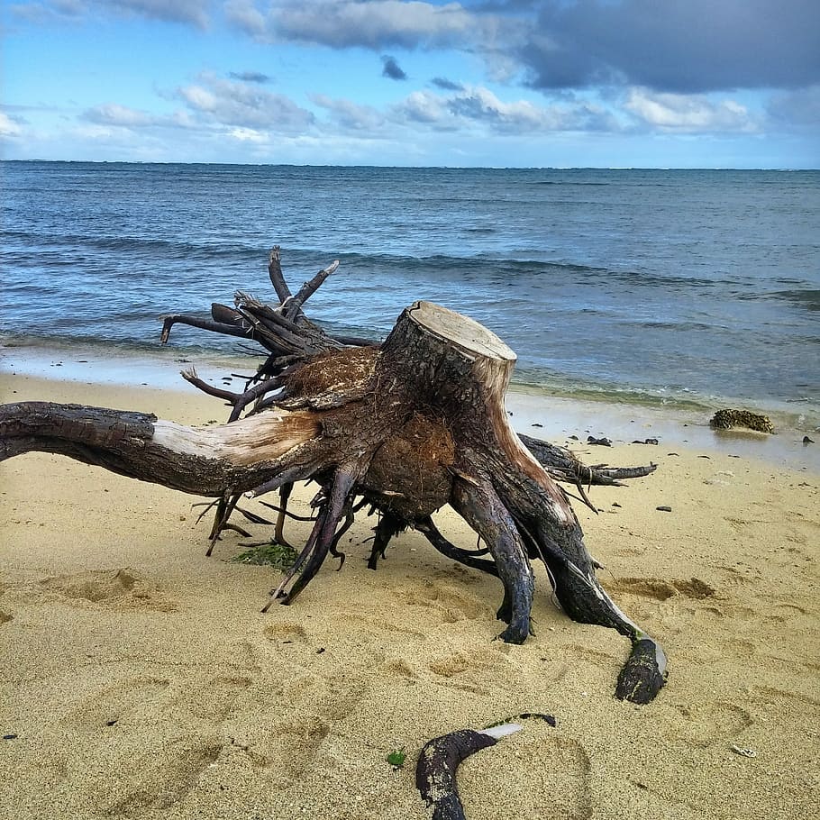 Beach, Seascape, Ocean, Water, Sand, tree, stump, blue, brown HD wallpaper