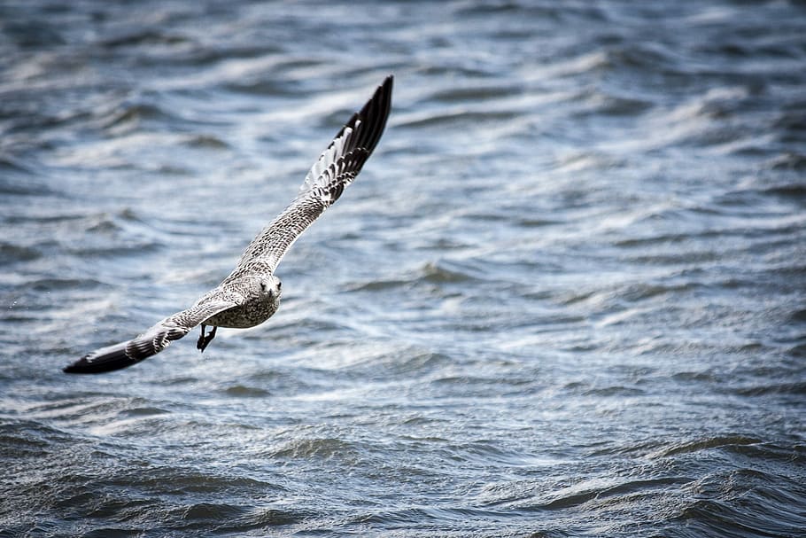 Bird over St. Lawrence, grey bird flying above body of water HD wallpaper