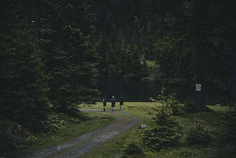 three person walking on pathway near trees, three person in near lake during daytime HD wallpaper