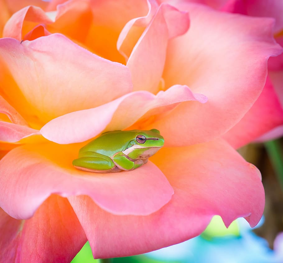 green frog and pink rose, green frog inside pink rose flower HD wallpaper