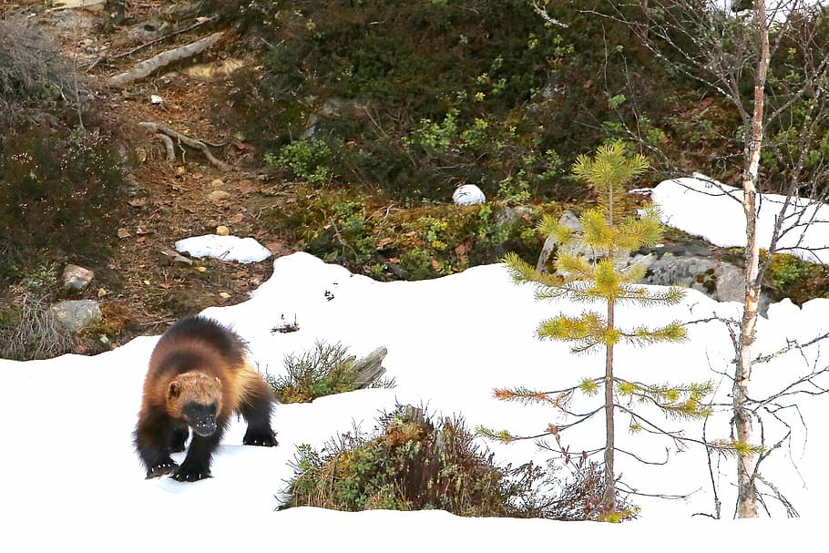 Wolverine, brown and black monkey walking on snow-covered field beside trees and bush HD wallpaper