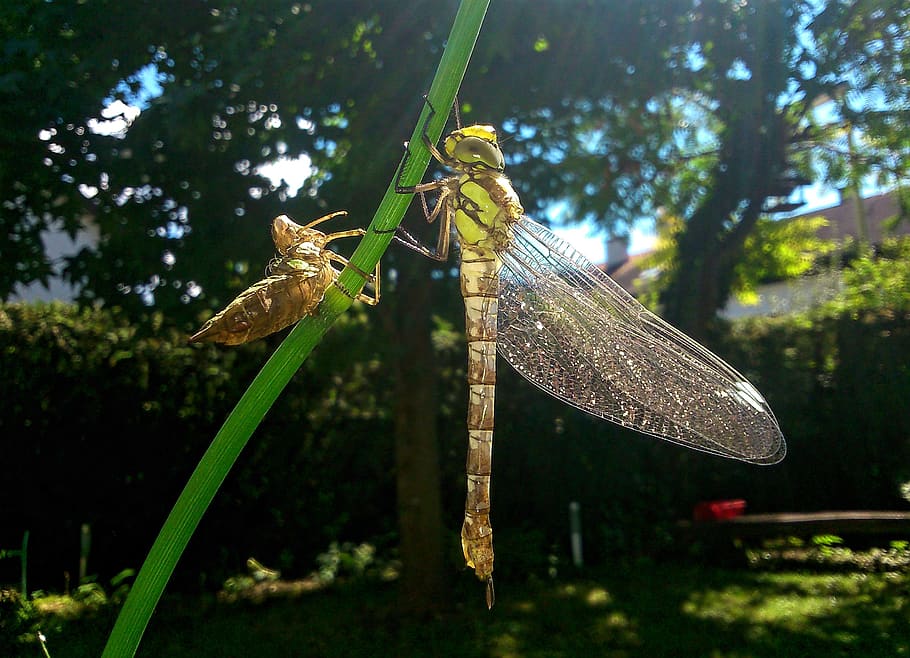 dragonfly, nature, summer, garden, insects, macro, animal wildlife HD wallpaper