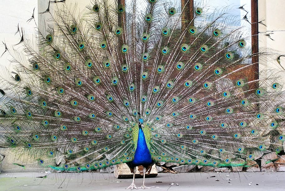 Peacock, Bird, Feathers, tail feathers, peacock feather, one animal HD wallpaper