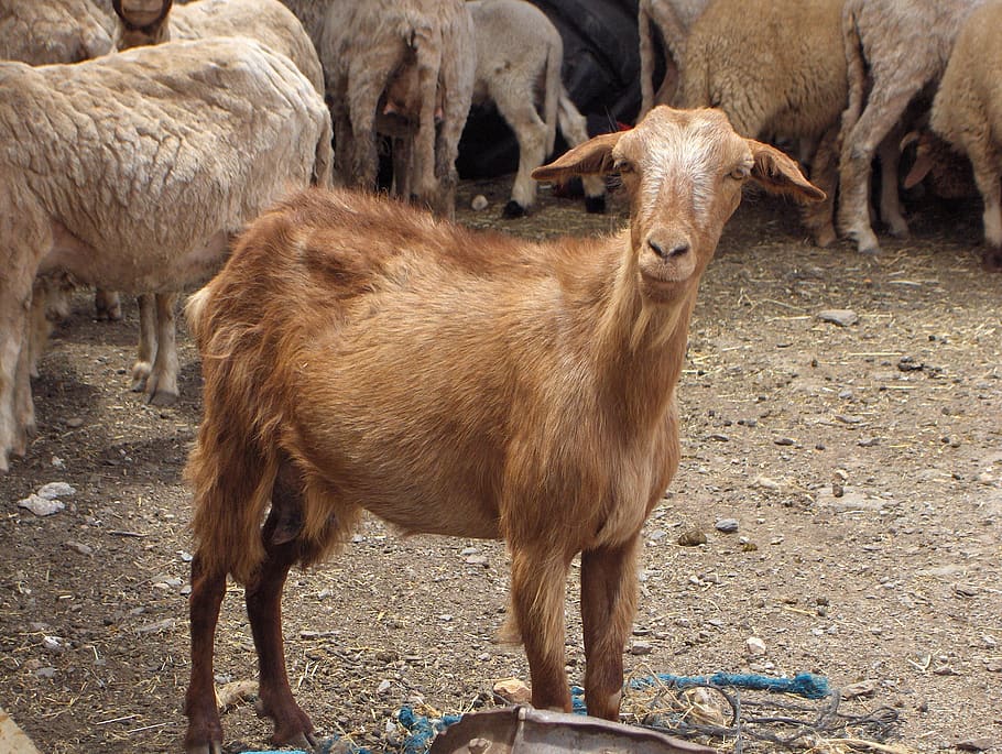 goat, field, farm, nature, mammal, animal, animal themes, domestic animals HD wallpaper