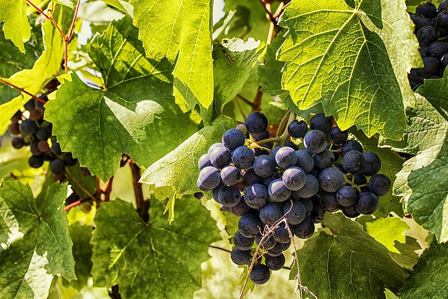 grapes, wine, fruit, vineyard, winegrowing, fruits, red wine HD wallpaper