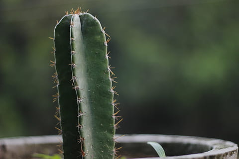 cactus, nagfani, prickly pear, plant, green, potted, thorns HD wallpaper