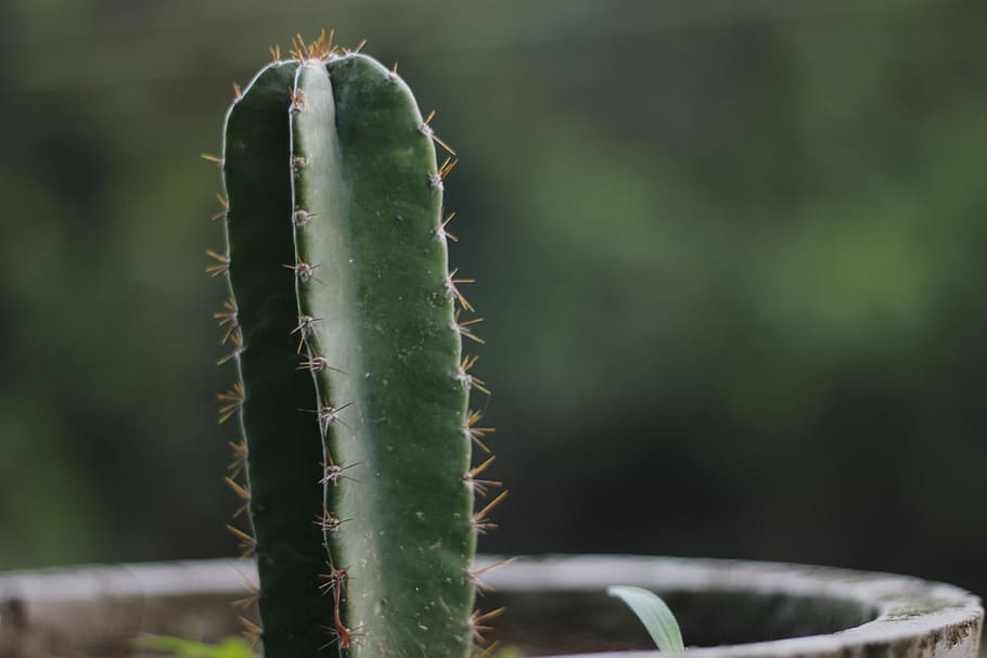 cactus, nagfani, prickly pear, plant, green, potted, thorns HD wallpaper