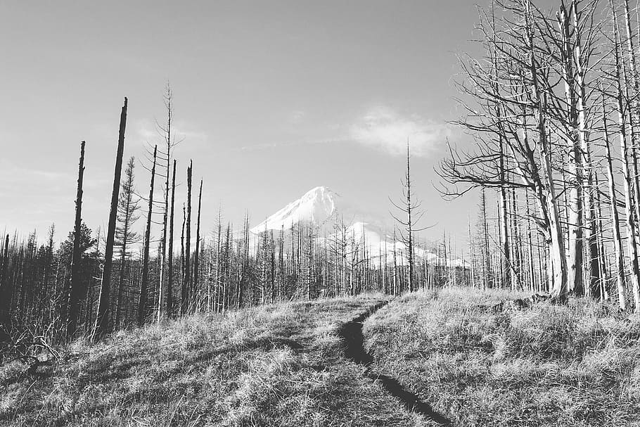 peak, snow, path, forest, trees, winter, trail, hiking, trekking HD wallpaper