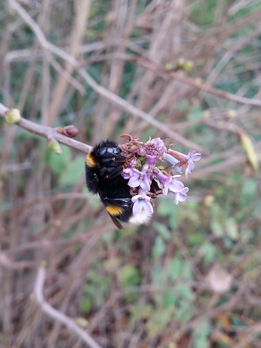 bumblebee, nature, insect, natural, sweet, animal, flower, wing HD wallpaper