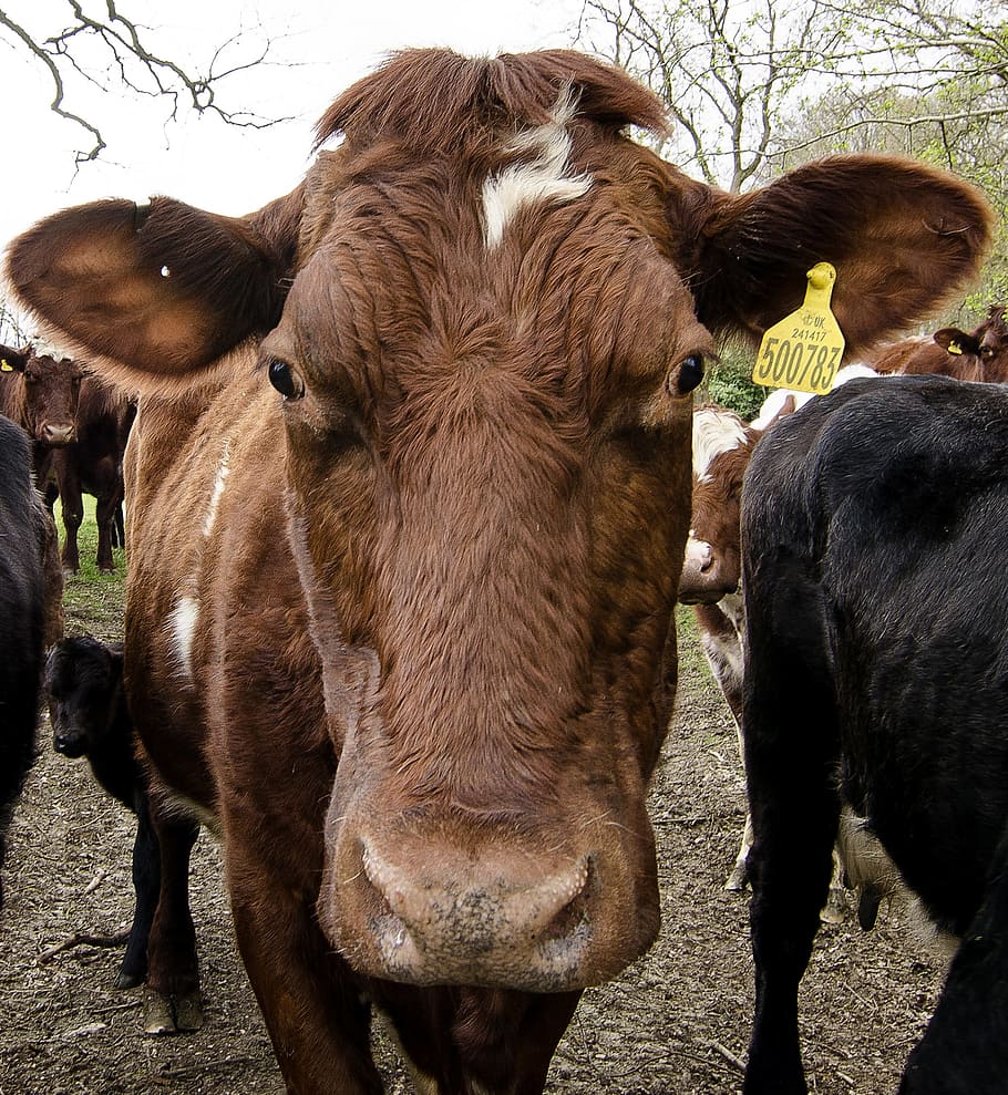agriculture, cow, cattle, livestock, bull, pasture, field, animal HD wallpaper