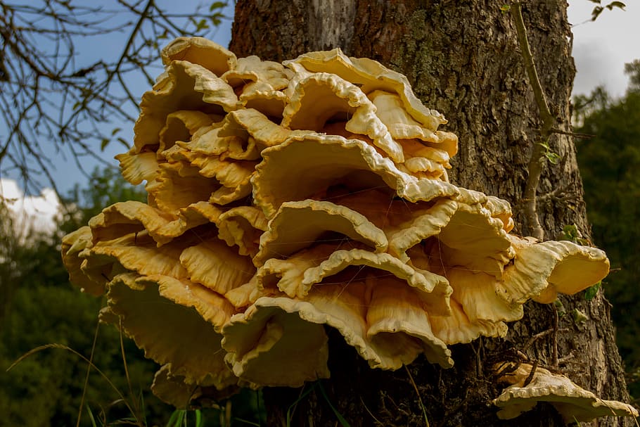 laetiporus sulphureus, fungus, polypore, tree, wood, plant HD wallpaper