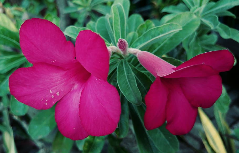 adenium, red flower, garden, plants, floral, growth, beauty in nature HD wallpaper