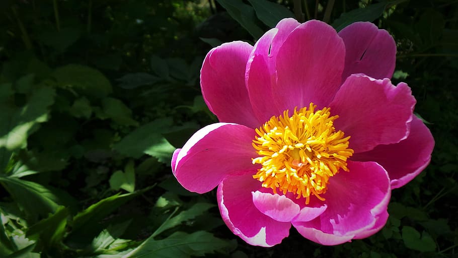 peonies, smile, wildflower, nature, flowering plant, freshness HD wallpaper