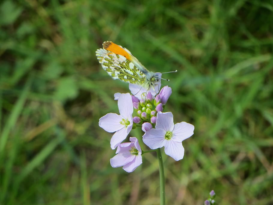 flower, butterfly, nature, flowering plant, fragility, vulnerability HD wallpaper