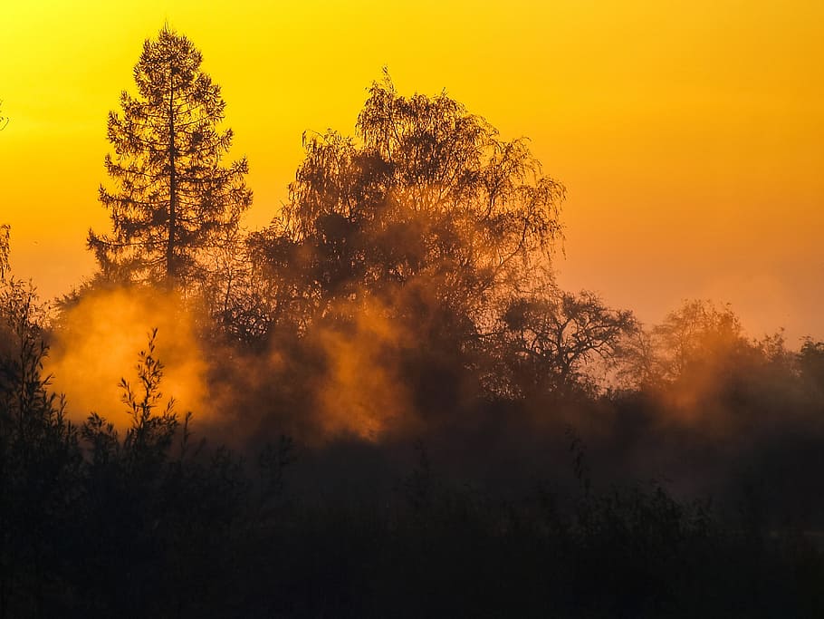 Landscape, Fog, Trees, Twilight, Sun, forest, nature, sunset HD wallpaper