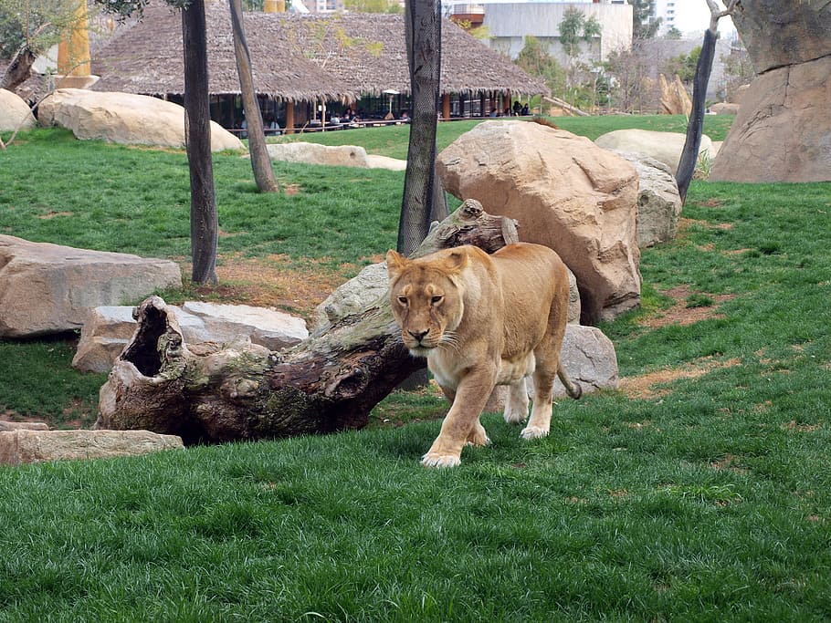 Свободный лев. Big Zoo. Львы зоопарка города Баку фото.