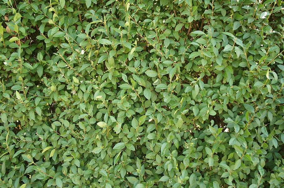 Foliage, Hedge, Structure, green, texture, background, nature HD wallpaper