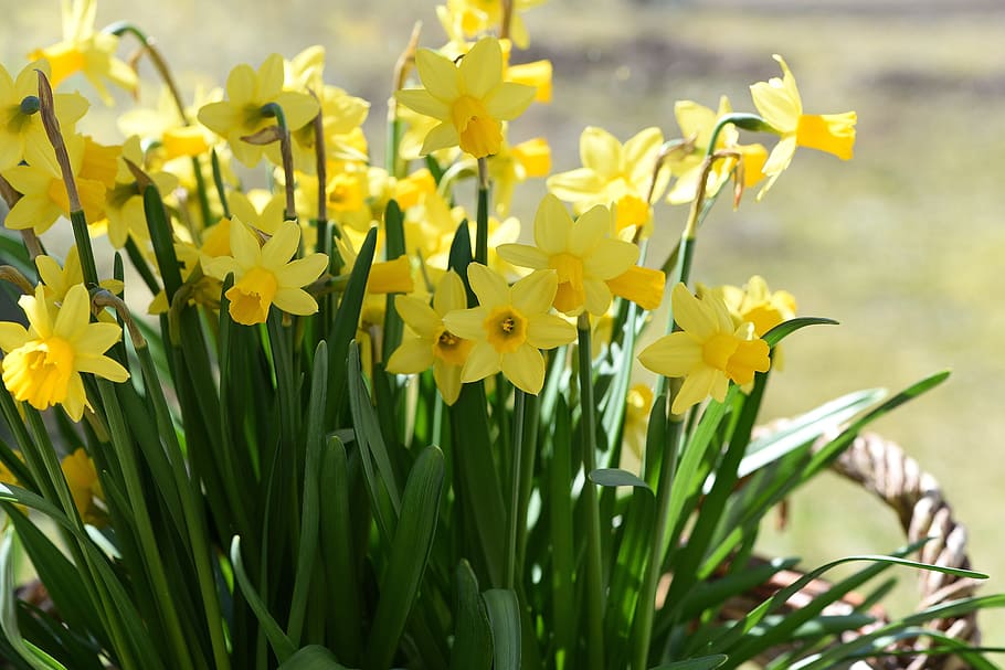close-up photography of yellow petaled flower, daffodils, spring flowers HD wallpaper