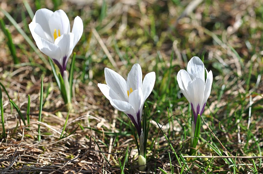 crocus, flowers, plant, white, spring flowers, early bloomer HD wallpaper