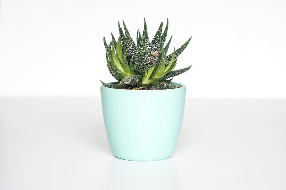 green succulent in teal ceramic vase, untitled, green plant, minimal HD wallpaper