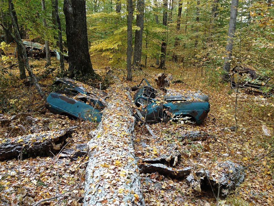 Recycled Studebaker, blue vehicle surrounded by trees at daytime, HD wallpaper