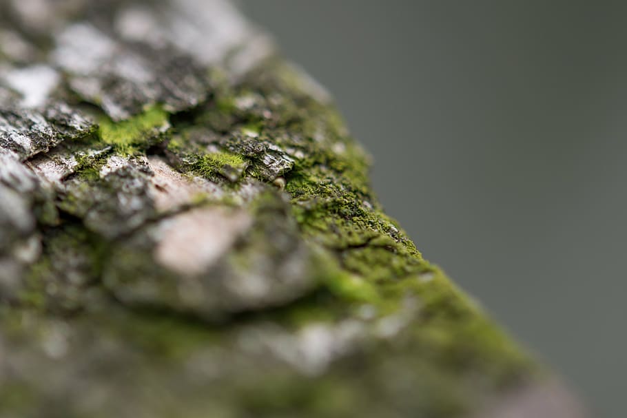 wood, close up, macro, aperture, nature, green, moss, wooden HD wallpaper