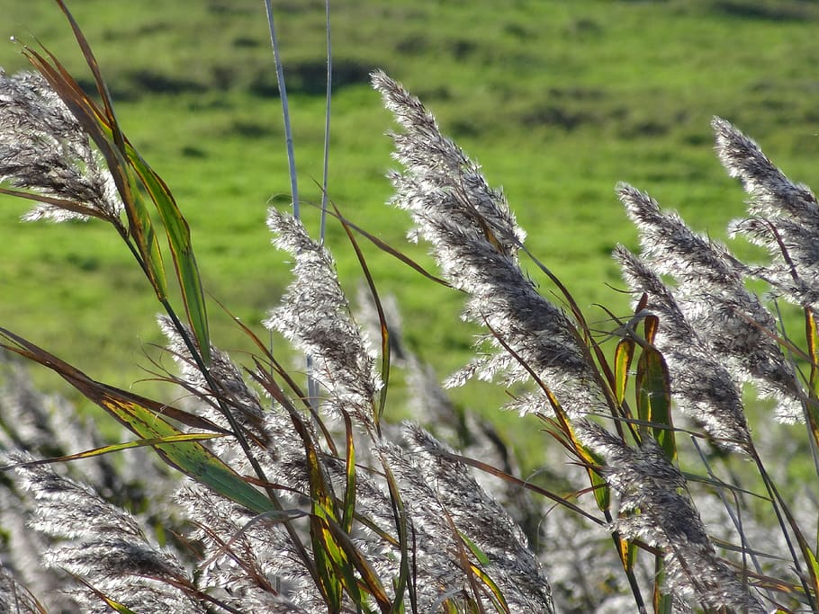 nature, grass, plant, season, environment, growth, focus on foreground HD wallpaper