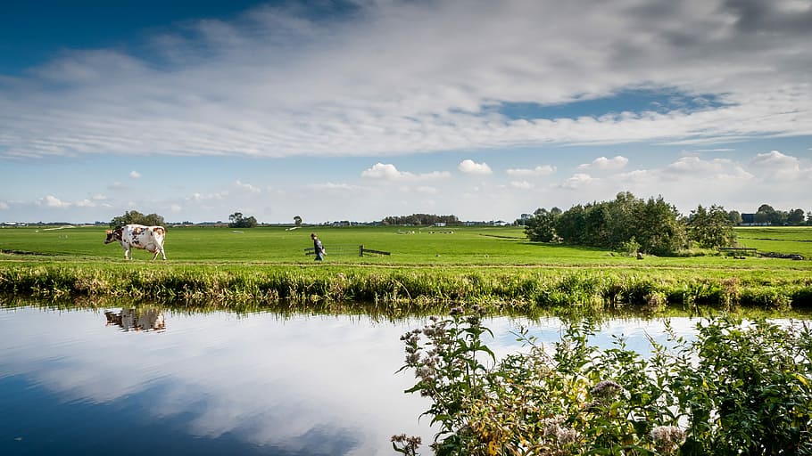 man and cattle near body of water during daytime, Farmer, Cow HD wallpaper