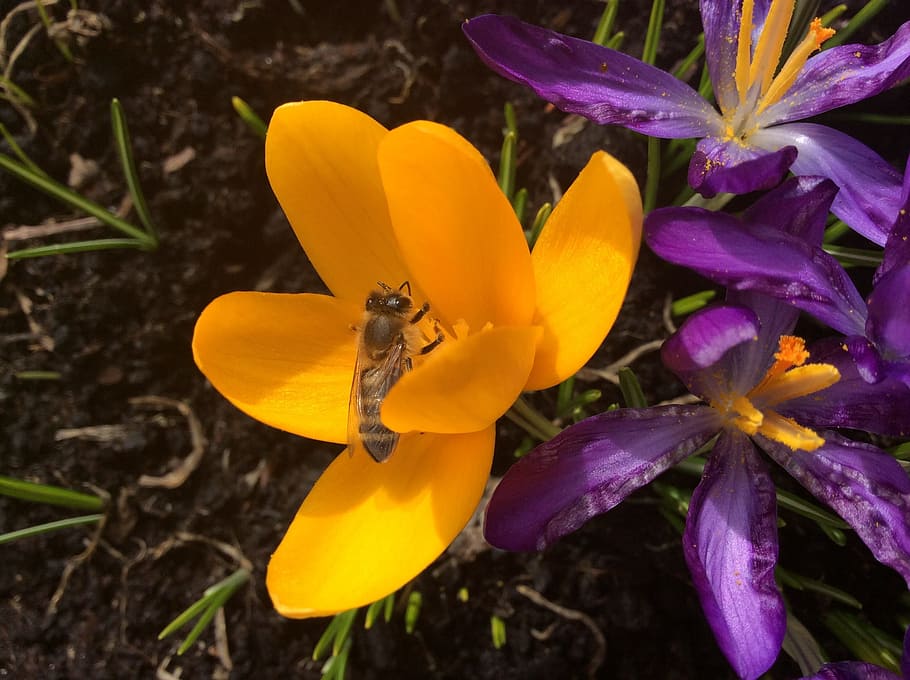 Crocus, Bee, Spring, Insect, Garden, flowering, yellow, petal HD wallpaper