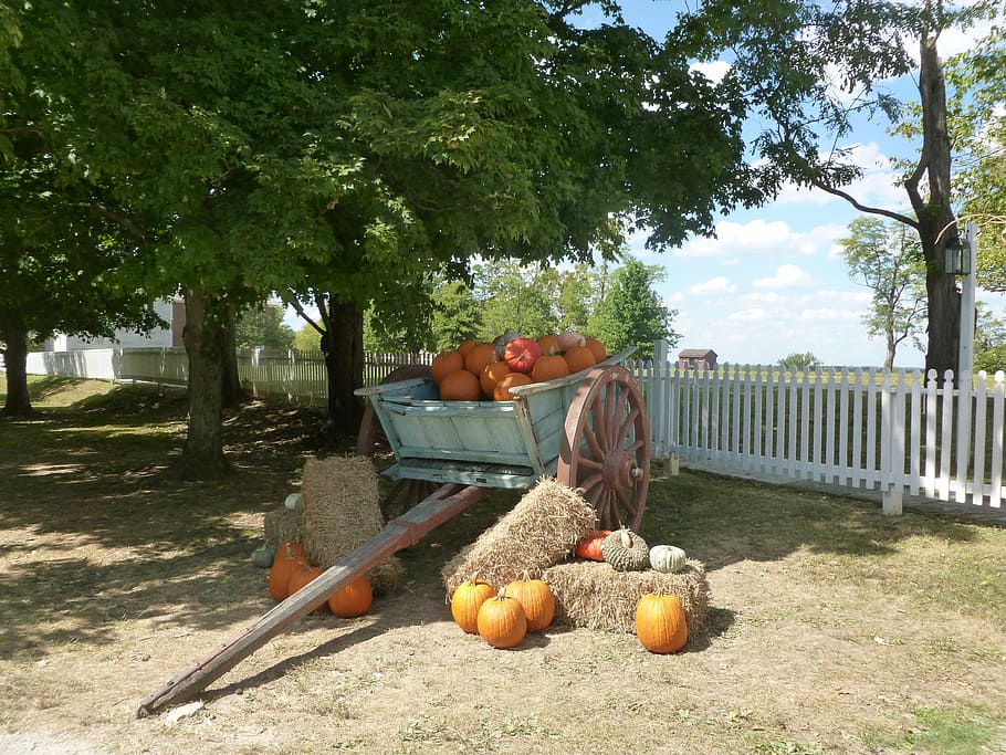 Fall, Pumpkins, Village, autumn, carriage, food and drink, healthy eating HD wallpaper